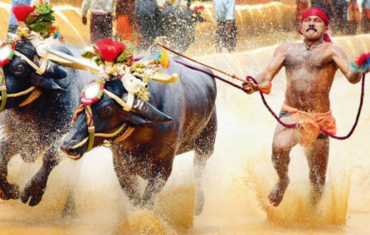 Kambala 